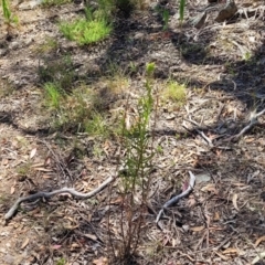 Senecio diaschides at Gundaroo, NSW - 3 Jan 2023