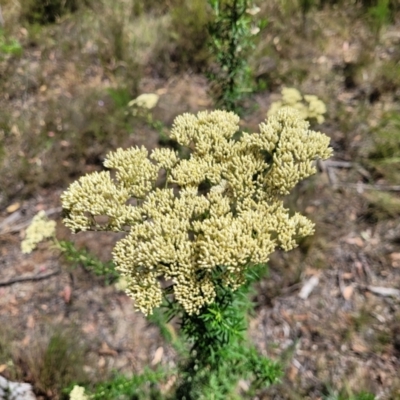 Cassinia aculeata subsp. aculeata (Dolly Bush, Common Cassinia, Dogwood) at Gundaroo, NSW - 3 Jan 2023 by trevorpreston