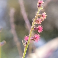 Gonocarpus tetragynus (Common Raspwort) at Mcleods Creek Res (Gundaroo) - 2 Jan 2023 by trevorpreston