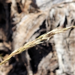 Rytidosperma pallidum (Red-anther Wallaby Grass) at Gundaroo, NSW - 2 Jan 2023 by trevorpreston