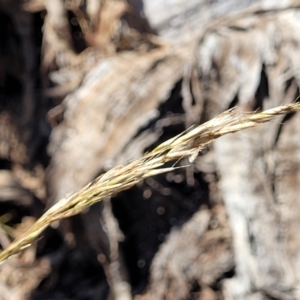 Rytidosperma pallidum at Gundaroo, NSW - 3 Jan 2023