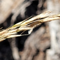 Rytidosperma pallidum at Gundaroo, NSW - 3 Jan 2023