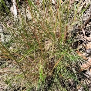 Rytidosperma pallidum at Gundaroo, NSW - 3 Jan 2023 10:46 AM