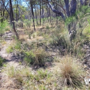 Rytidosperma pallidum at Gundaroo, NSW - 3 Jan 2023 10:46 AM