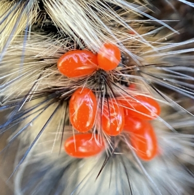 Acari (informal subclass) (Unidentified mite) at Namadgi National Park - 2 Jan 2023 by AJB