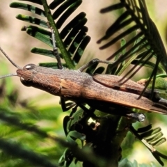 Goniaea opomaloides (Mimetic Gumleaf Grasshopper) at Mcleods Creek Res (Gundaroo) - 2 Jan 2023 by trevorpreston