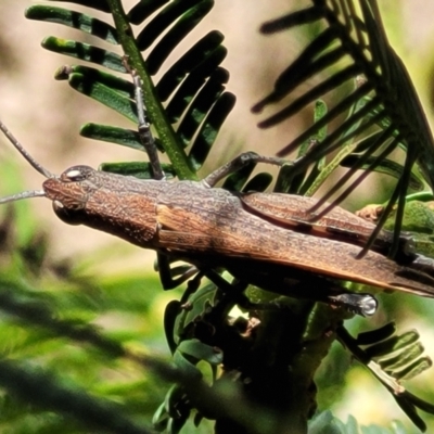 Goniaea opomaloides (Mimetic Gumleaf Grasshopper) at Mcleods Creek Res (Gundaroo) - 2 Jan 2023 by trevorpreston