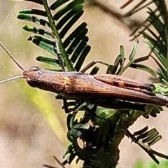 Goniaea opomaloides at Gundaroo, NSW - 3 Jan 2023 10:42 AM