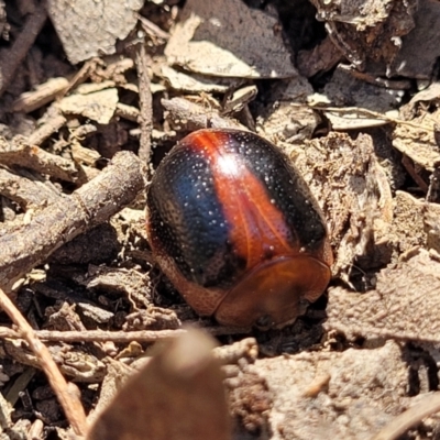 Dicranosterna immaculata (Acacia leaf beetle) at Mcleods Creek Res (Gundaroo) - 2 Jan 2023 by trevorpreston