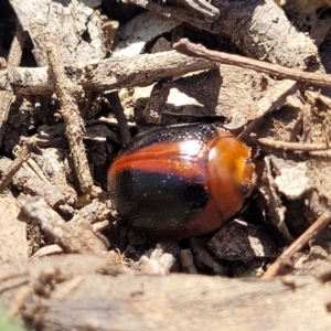 Dicranosterna immaculata at Gundaroo, NSW - 3 Jan 2023