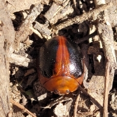 Dicranosterna immaculata at Gundaroo, NSW - 3 Jan 2023