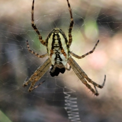 Plebs bradleyi (Enamelled spider) at Gundaroo, NSW - 3 Jan 2023 by trevorpreston