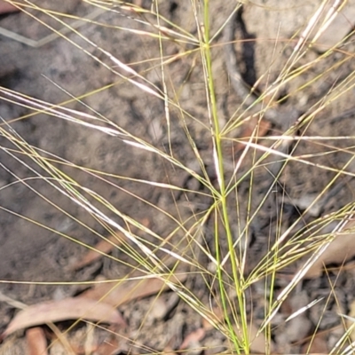 Austrostipa scabra (Corkscrew Grass, Slender Speargrass) at Gundaroo, NSW - 2 Jan 2023 by trevorpreston