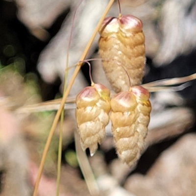 Briza maxima (Quaking Grass, Blowfly Grass) at Mcleods Creek Res (Gundaroo) - 2 Jan 2023 by trevorpreston
