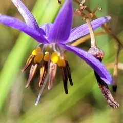 Dianella revoluta var. revoluta (Black-Anther Flax Lily) at Mcleods Creek Res (Gundaroo) - 2 Jan 2023 by trevorpreston