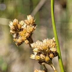 Juncus sp. (A Rush) at Mcleods Creek Res (Gundaroo) - 2 Jan 2023 by trevorpreston