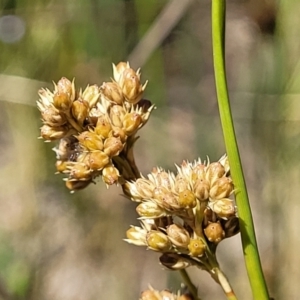 Juncus sp. at Gundaroo, NSW - 3 Jan 2023 10:28 AM