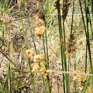 Juncus sp. at Gundaroo, NSW - 3 Jan 2023 10:28 AM