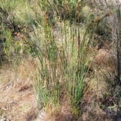 Juncus sp. at Gundaroo, NSW - 3 Jan 2023 10:28 AM