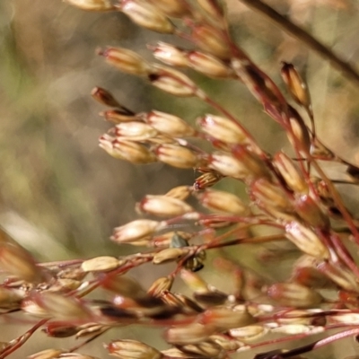 Juncus remotiflorus (A Rush) at Mcleods Creek Res (Gundaroo) - 2 Jan 2023 by trevorpreston