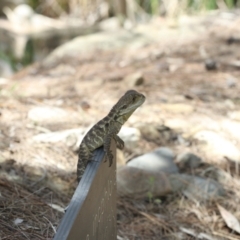 Intellagama lesueurii (Australian Water Dragon) at ANBG - 2 Jan 2023 by amiessmacro