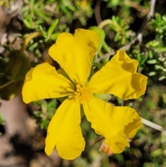 Hibbertia calycina (Lesser Guinea-flower) at Mcleods Creek Res (Gundaroo) - 2 Jan 2023 by trevorpreston