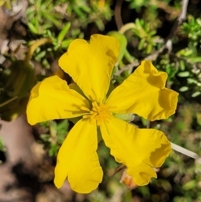 Hibbertia calycina (Lesser Guinea-flower) at Gundaroo, NSW - 2 Jan 2023 by trevorpreston