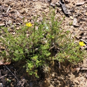 Hibbertia calycina at Gundaroo, NSW - 3 Jan 2023 10:25 AM