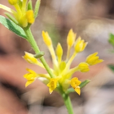 Pimelea curviflora (Curved Rice-flower) at Gundaroo, NSW - 2 Jan 2023 by trevorpreston