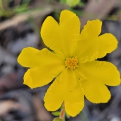 Hibbertia calycina (Lesser Guinea-flower) at Mcleods Creek Res (Gundaroo) - 2 Jan 2023 by trevorpreston