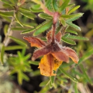 Hibbertia calycina at Gundaroo, NSW - 3 Jan 2023 10:21 AM