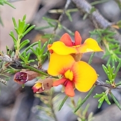 Dillwynia sericea (Egg And Bacon Peas) at Gundaroo, NSW - 2 Jan 2023 by trevorpreston