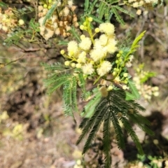 Acacia mearnsii (Black Wattle) at Mcleods Creek Res (Gundaroo) - 2 Jan 2023 by trevorpreston