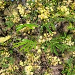 Acacia mearnsii at Gundaroo, NSW - 3 Jan 2023