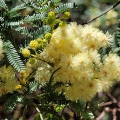 Acacia parramattensis (Parramatta Green Wattle) at Mcleods Creek Res (Gundaroo) - 2 Jan 2023 by trevorpreston