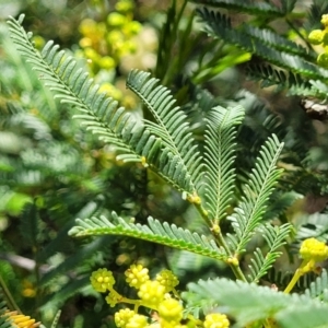 Acacia parramattensis at Gundaroo, NSW - 3 Jan 2023