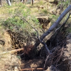 Acacia parramattensis at Gundaroo, NSW - 3 Jan 2023