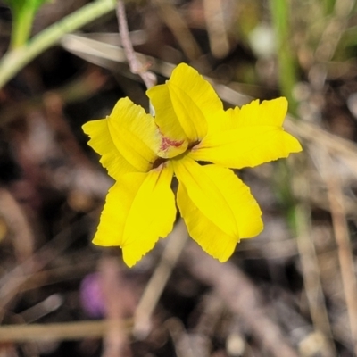 Goodenia hederacea (Ivy Goodenia) at Mcleods Creek Res (Gundaroo) - 2 Jan 2023 by trevorpreston