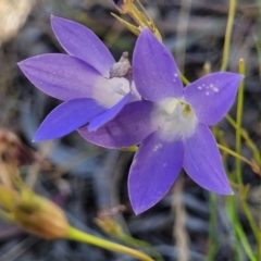 Wahlenbergia stricta subsp. stricta (Tall Bluebell) at Gundaroo, NSW - 2 Jan 2023 by trevorpreston