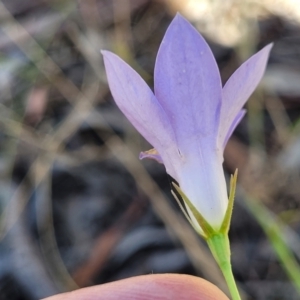 Wahlenbergia stricta subsp. stricta at Gundaroo, NSW - 3 Jan 2023