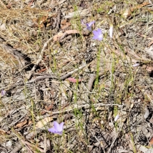 Wahlenbergia stricta subsp. stricta at Gundaroo, NSW - 3 Jan 2023