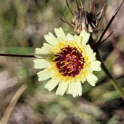 Tolpis barbata (Yellow Hawkweed) at Mcleods Creek Res (Gundaroo) - 2 Jan 2023 by trevorpreston