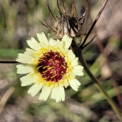 Tolpis barbata at Gundaroo, NSW - 3 Jan 2023