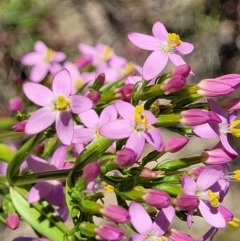 Centaurium sp. (Centaury) at Mcleods Creek Res (Gundaroo) - 2 Jan 2023 by trevorpreston