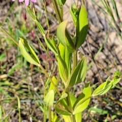 Centaurium sp. at Gundaroo, NSW - 3 Jan 2023 10:10 AM