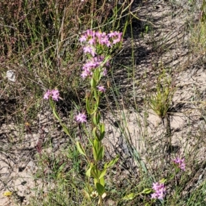 Centaurium sp. at Gundaroo, NSW - 3 Jan 2023 10:10 AM