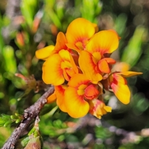 Dillwynia sericea at Gundaroo, NSW - 3 Jan 2023 10:09 AM