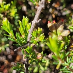 Dillwynia sericea at Gundaroo, NSW - 3 Jan 2023 10:09 AM