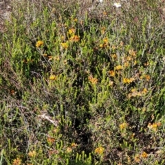 Dillwynia sericea at Gundaroo, NSW - 3 Jan 2023 10:09 AM