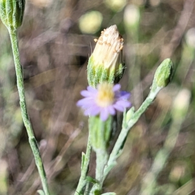 Vittadinia gracilis (New Holland Daisy) at Gundaroo, NSW - 3 Jan 2023 by trevorpreston